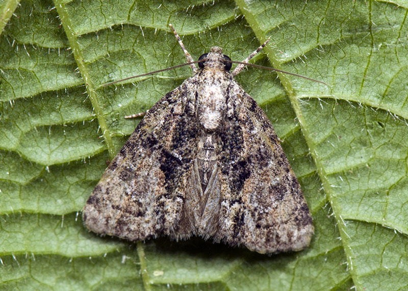 Noctuidae da id.